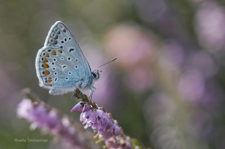 Icarusblauwtje 