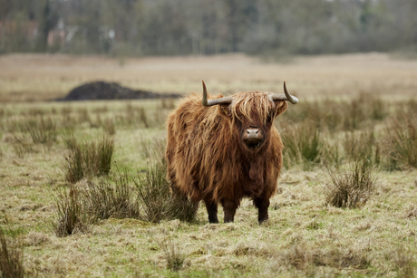 Schotse Hooglander
