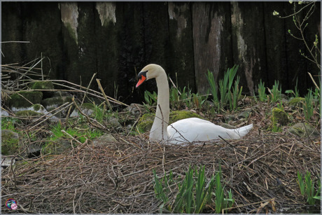 Zwaan op nest …