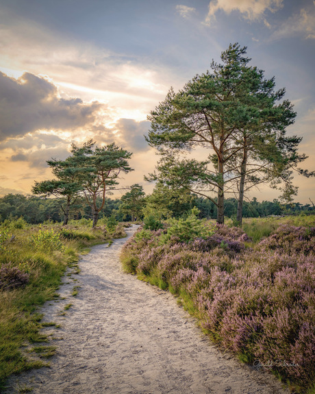 Kalmthoutse Heide