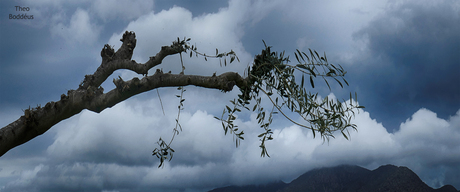 2504020672b  LAATSTE BLAADJES