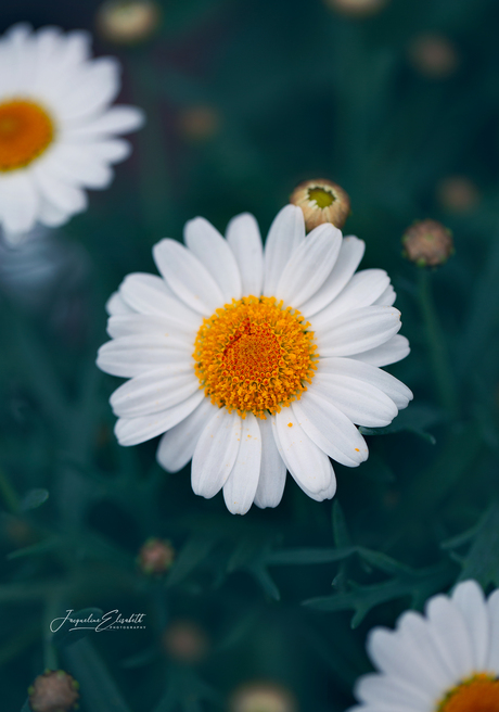Little suns, rising gently from the ground.
