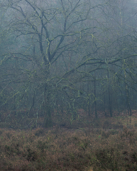 Mistige ochtendwandeling in het Bos