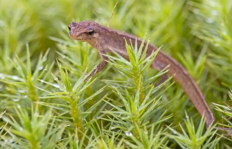 Kleine water salamander