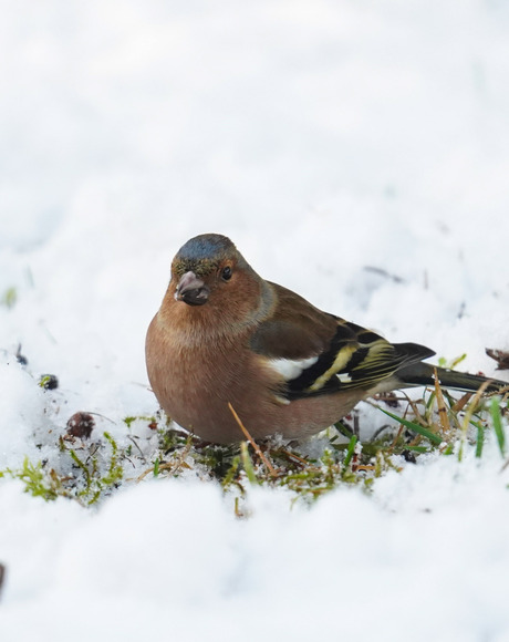 Vinkje in de sneeuw!🐦❄️🤍