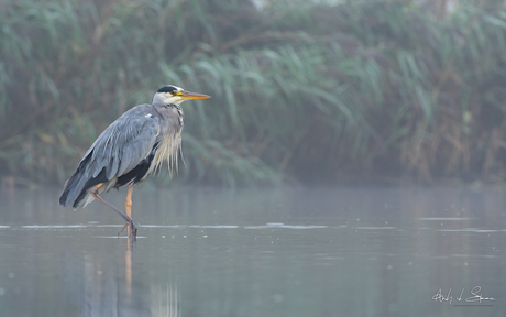 blauwe reiger