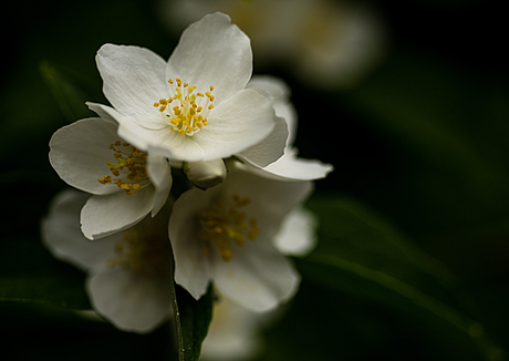 Witte bloem