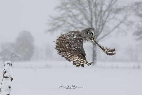 De Laplanduil, in z'n vlucht