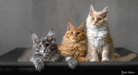 Charlies angels