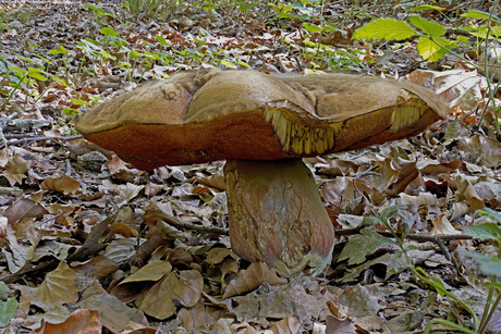 Vroeg eekhoorntjesbrood groot