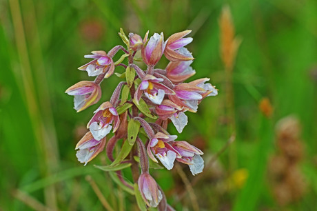 Moeraswespenorchis.