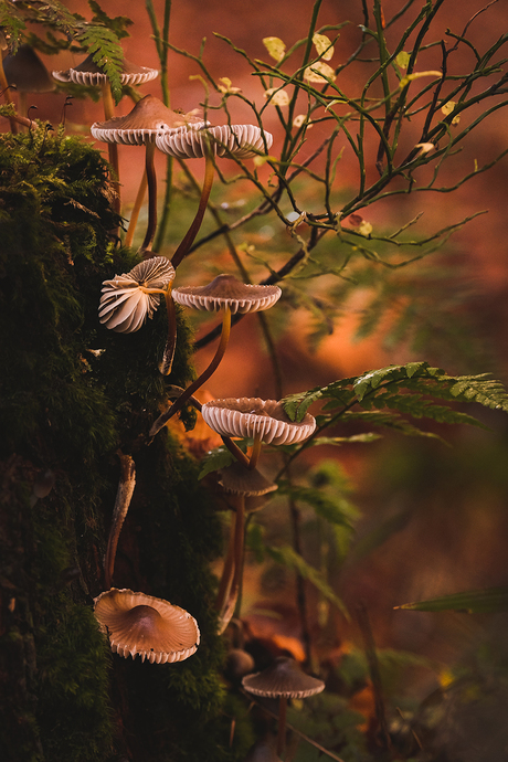 Autumn bouquet