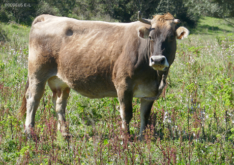 201060640 jA4 gehoornde koe