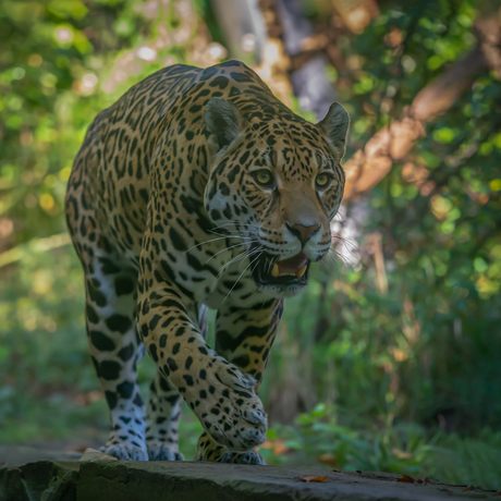 Jaguar