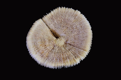 Mushroom coral ?, The other side.