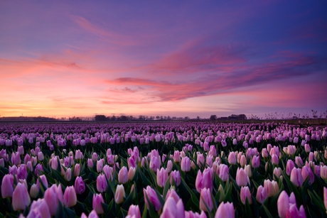 Prachtige zonsondergang bij tulpenveld