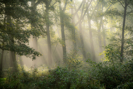 Zonlicht in het bos