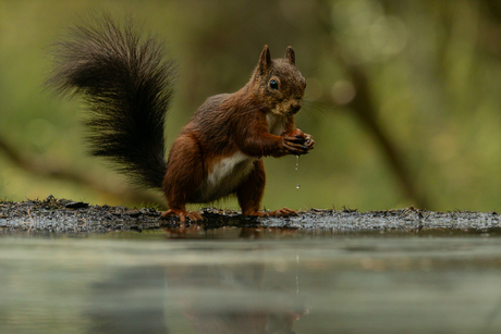 Eenkhoorn vist een hazelnoot uit de vijver.