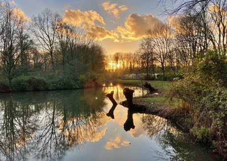 zakkende zon tussen de bomen