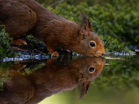 Dorst