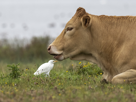 Koe-Reiger= Koereiger