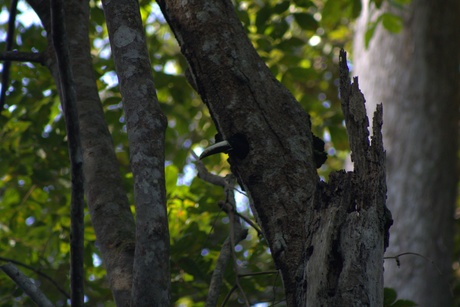 Toucan 