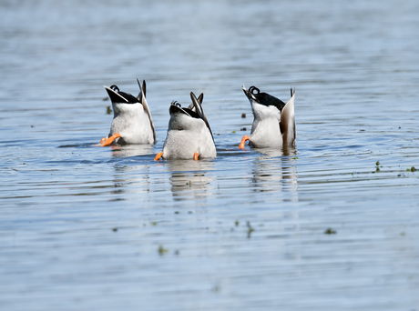 spijkers op laagwater ??