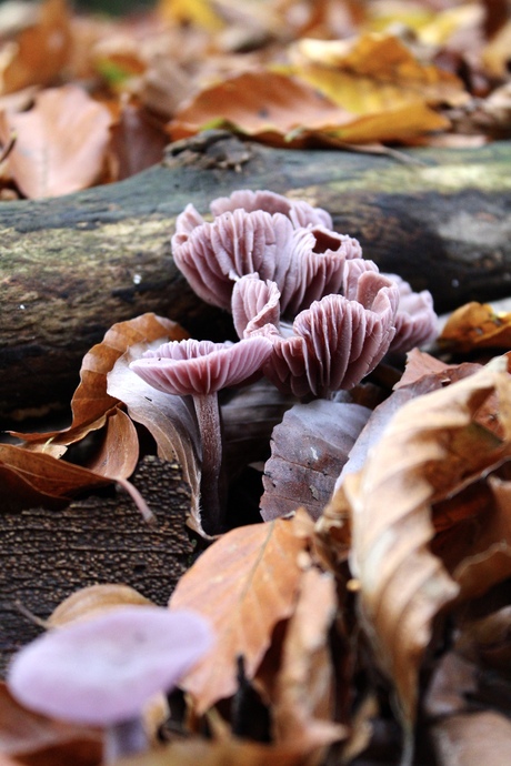 Prachtig paars in de herfst 