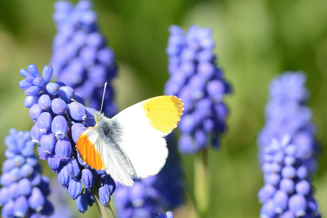 Oranjetip op blauw druifje