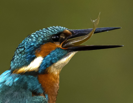 ijsvogel met visje