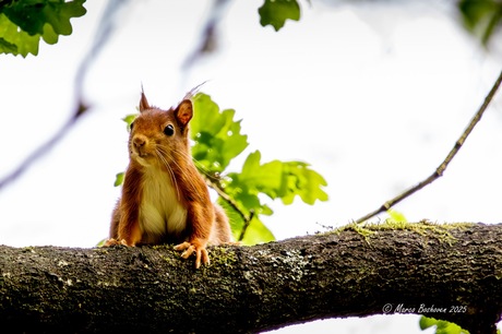 Eekhoorn is nieuwsgierig 