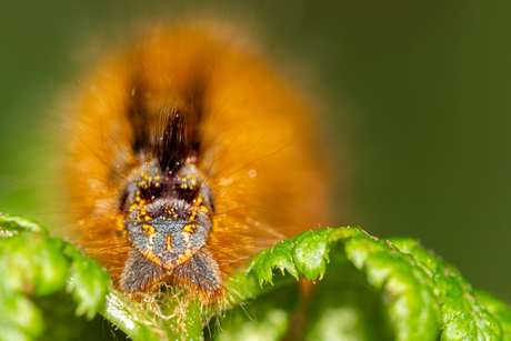 Rups van de nachtvlinder 