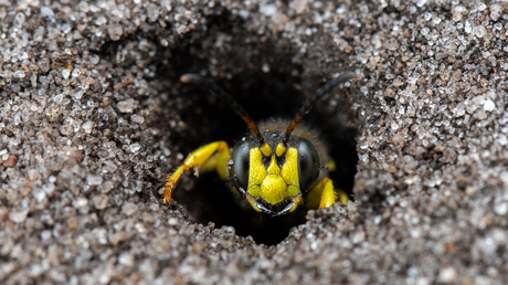 Grote snuitkeverdoder