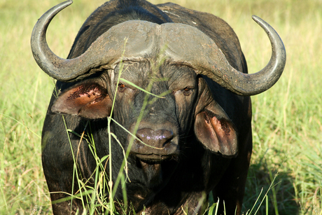 Afrikaanse buffel