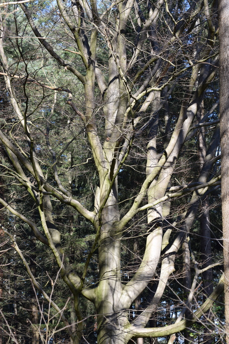 Mooie boom in het bos