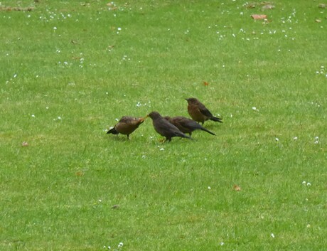 4 jonge merels