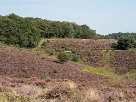 Bloeiende heide V