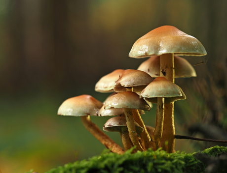 groepje paddenstoelen 