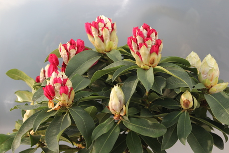 Rhododendron