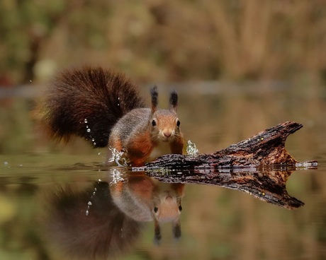 Eekhoorn haalt natte pootjes