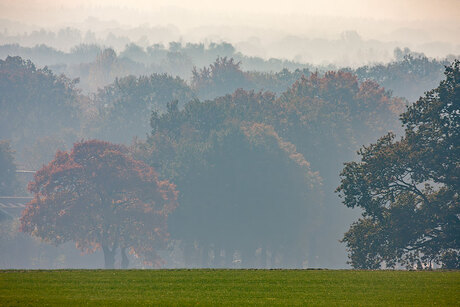 Bomen in de Mist