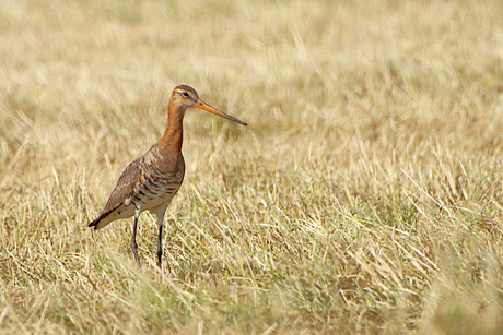 In 't droge veld.