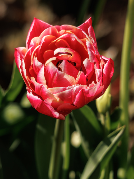 Tulp