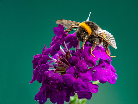 Hommel op bloem