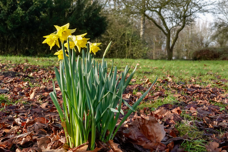 Narcissen in het park 