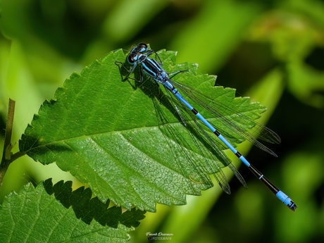 Fragiele vleugels, felle kleuren – de azuurwaterjuffer steelt de show in miniatuur.