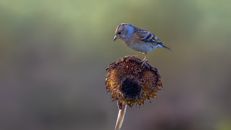 Keep - Brambling