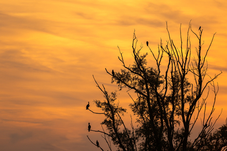  Vier soorten vogels bij elkaar tijdens prachtig licht van de zonsondergang.