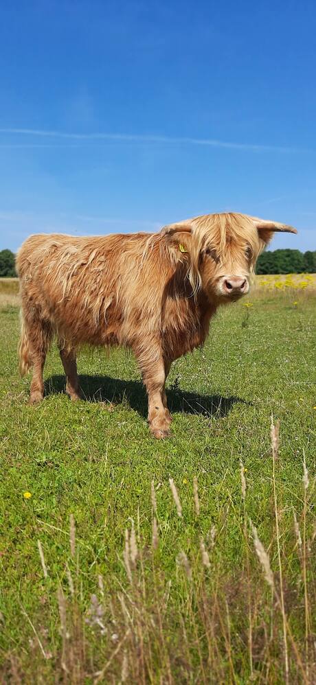 schotse hooglanders