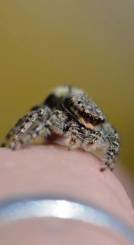 Schattig springspinnetje